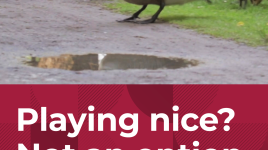 食い下がるサイバーセキュリティ」、CIRAが新広告キャンペーンでカナダガチョウの獰猛さを解き放つ