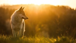 脱絶滅企業コロッサル・バイオサイエンシズがダイアウルフを復活させ、102億ドルの評価を証明した