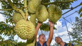 中国がドリアン輸入記録を更新、ベトナムとマレーシアがタイに迫る