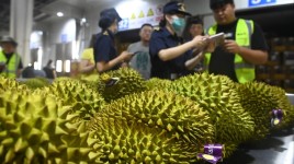 安価なインドネシア産ドリアンが中国市場に溢れようとしている？