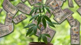 刑務所から利益へ：毎月80万ドルを稼ぐ起業家の大麻ビジネスはこうだ
